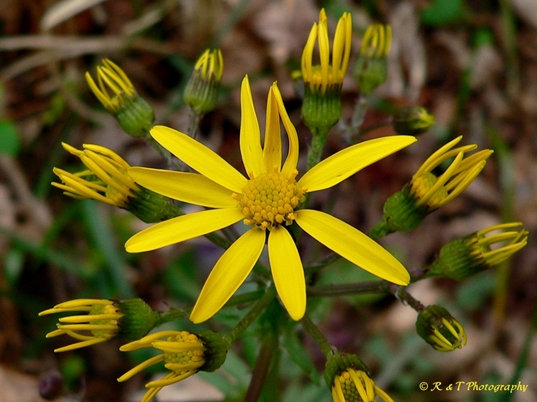 {Packera obovata}